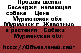 Продам щенка Басенджи (нелающая собака) › Цена ­ 30 000 - Мурманская обл., Мурманск г. Животные и растения » Собаки   . Мурманская обл.